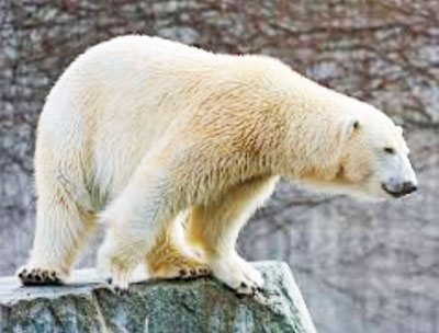 Праздник 27 февраля – Международный день полярного медведя