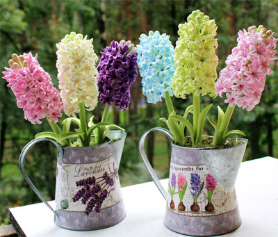 http://www.inmoment.ru/img/hyacinth1.jpg