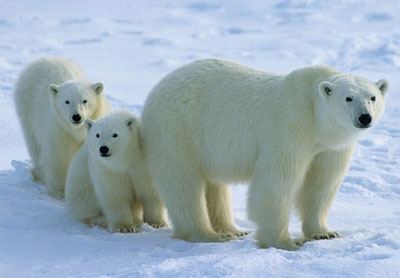 https://www.inmoment.ru/img/international-day-polar-bear.jpg